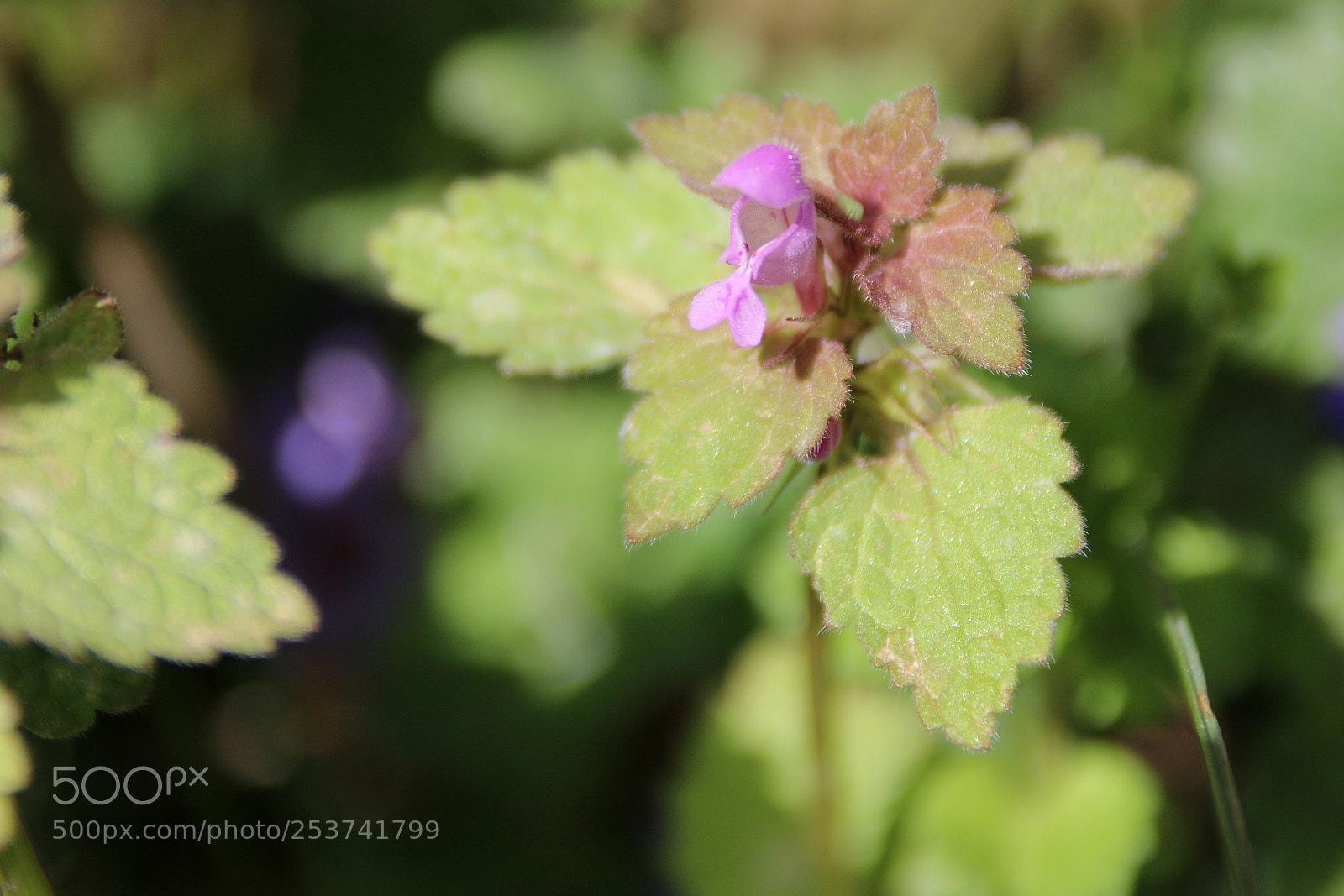 Canon EF 75-300mm F4.0-5.6 IS USM sample photo. Lamium purpureum photography