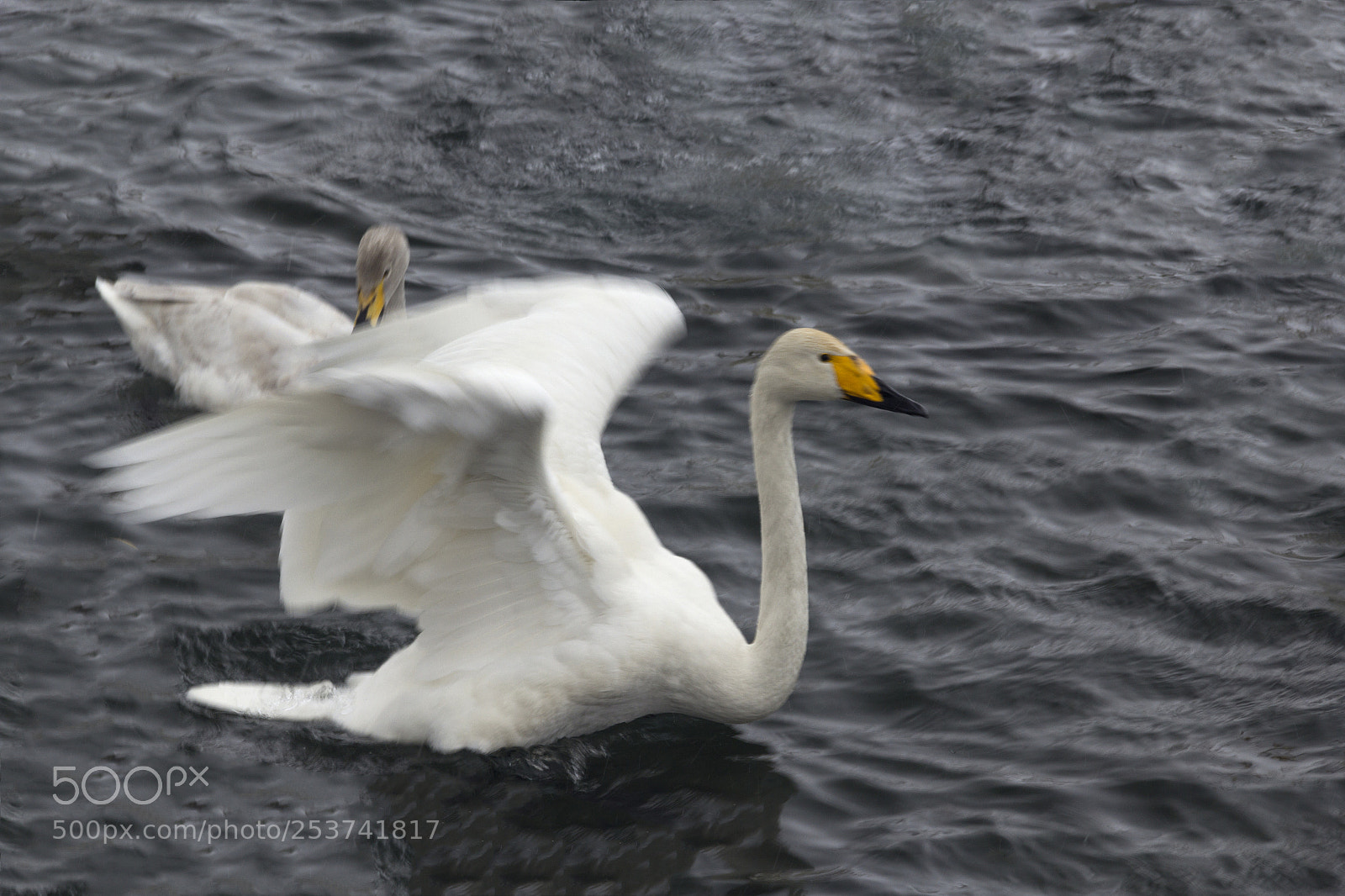 Canon EOS 60D sample photo. Swan and water photography