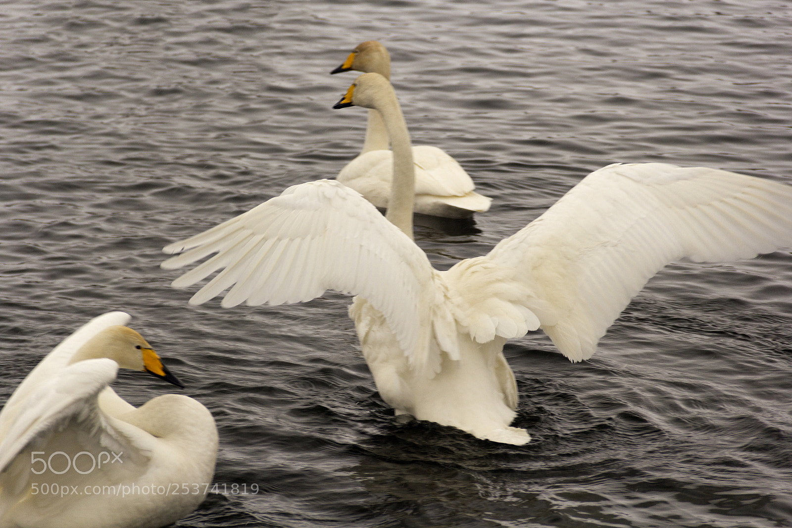 Canon EOS 60D sample photo. White-colored swan-clicker floats in photography