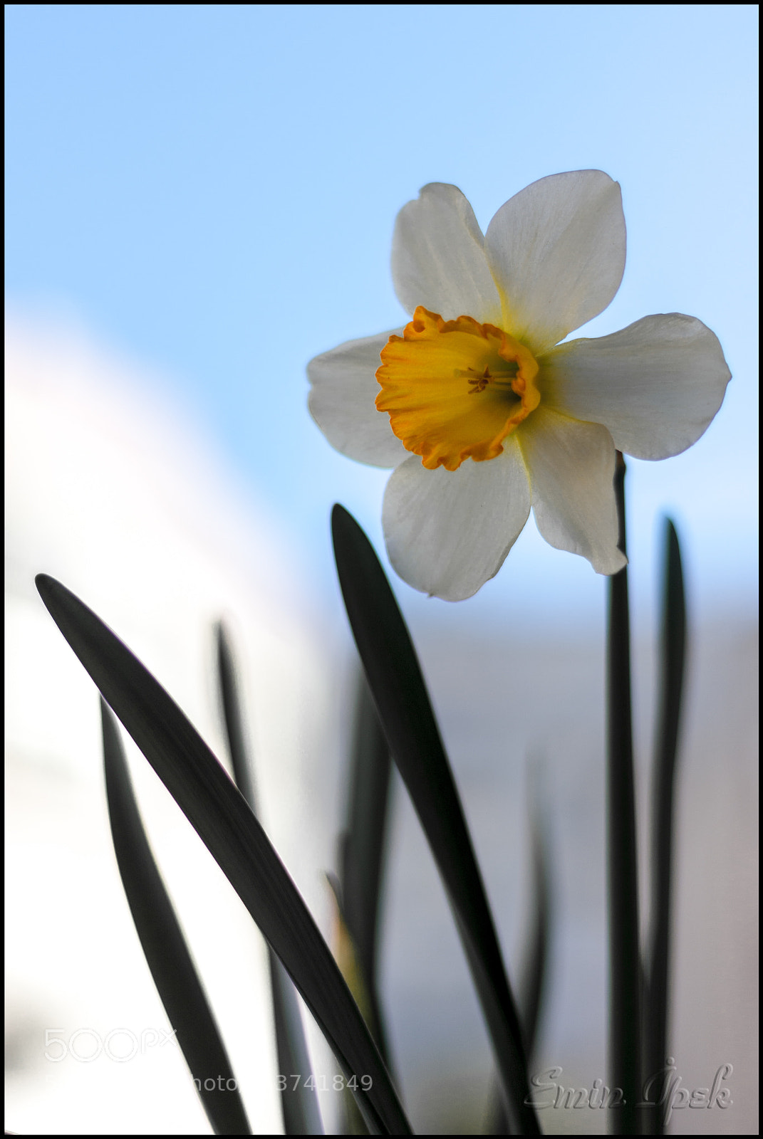 Canon EOS 40D sample photo. Narcissus photography