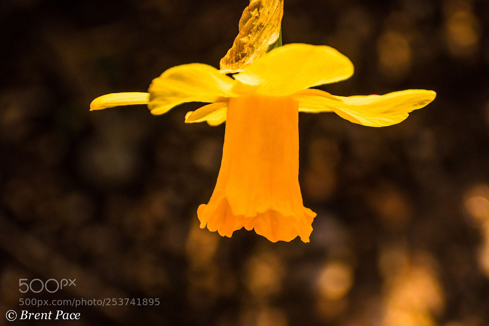 Nikon D7100 sample photo. Luminous daffodil photography