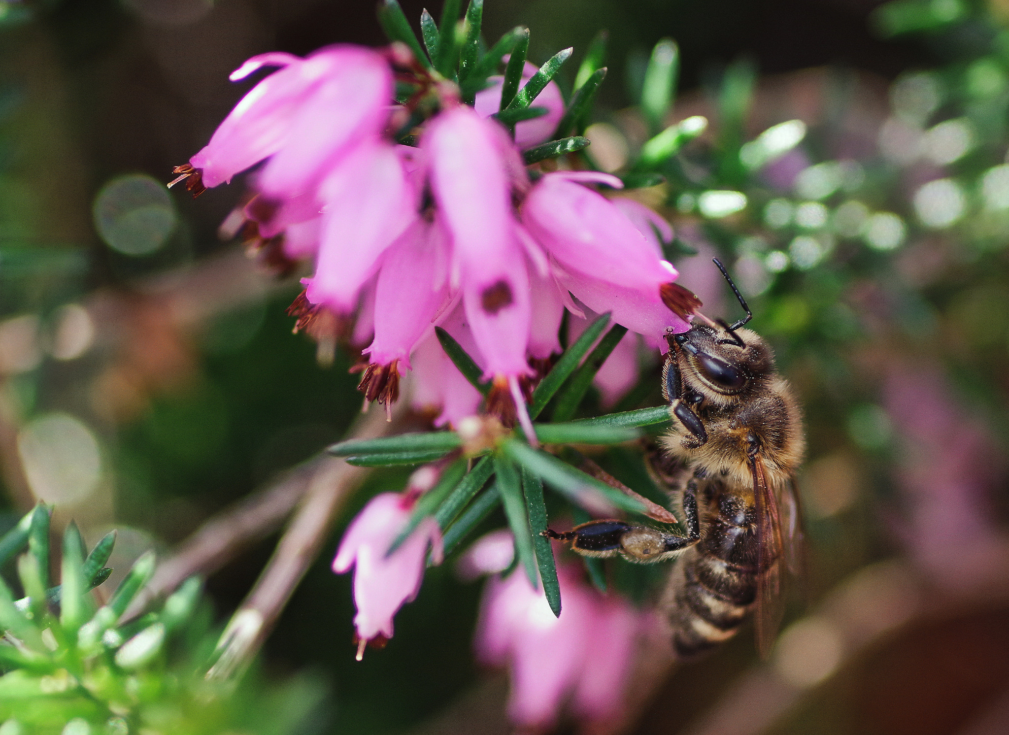 Pentax K-70 + Pentax smc D-FA 100mm F2.8 Macro WR sample photo. Bee photography