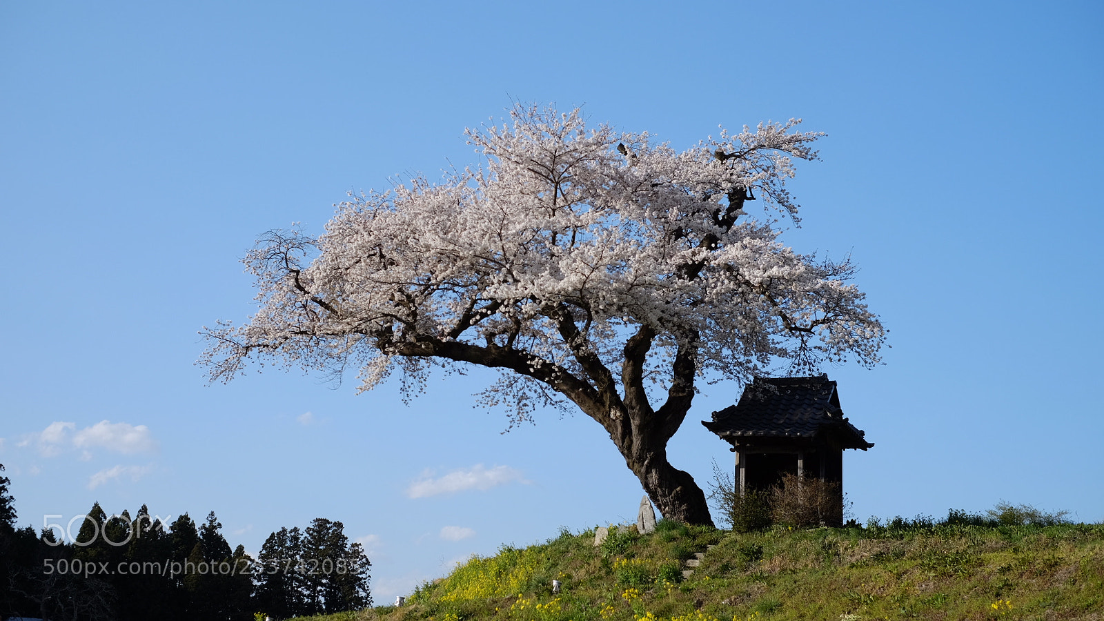 Fujifilm X-T10 sample photo. Guardian photography