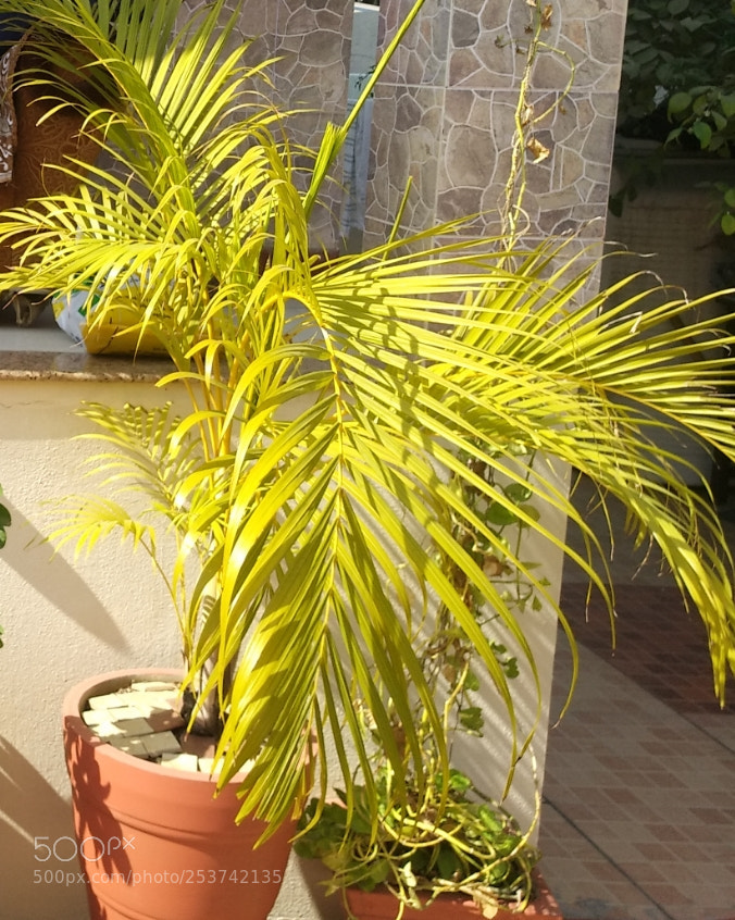 Xiaomi MI MAX 2 sample photo. Untitled photography