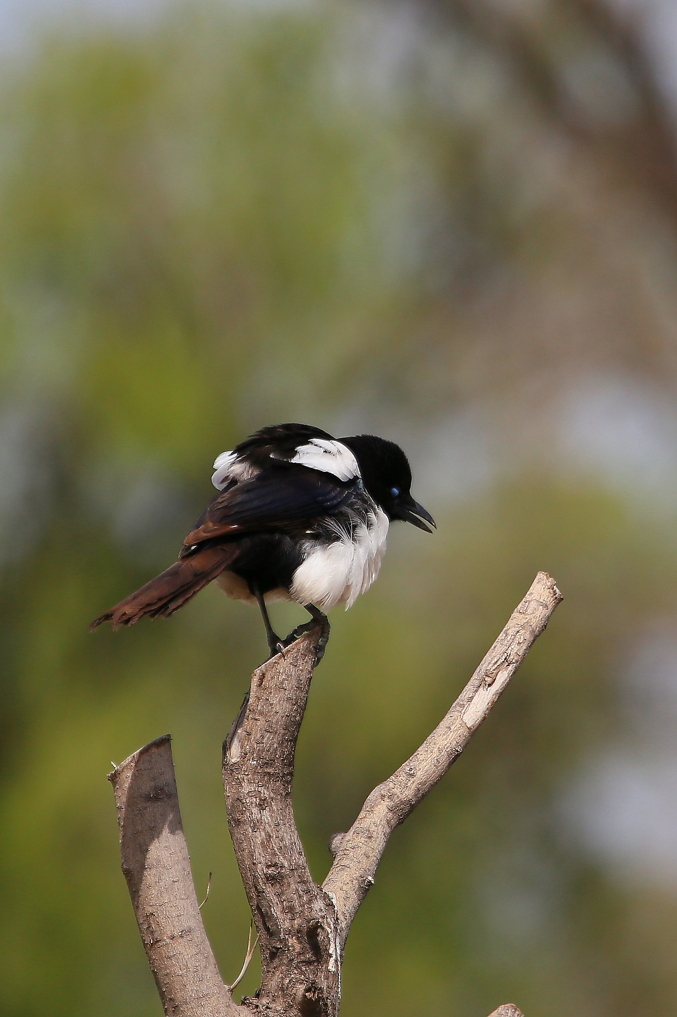 Canon EOS 6D + Canon EF 100-400mm F4.5-5.6L IS USM sample photo. 翻白眼 photography