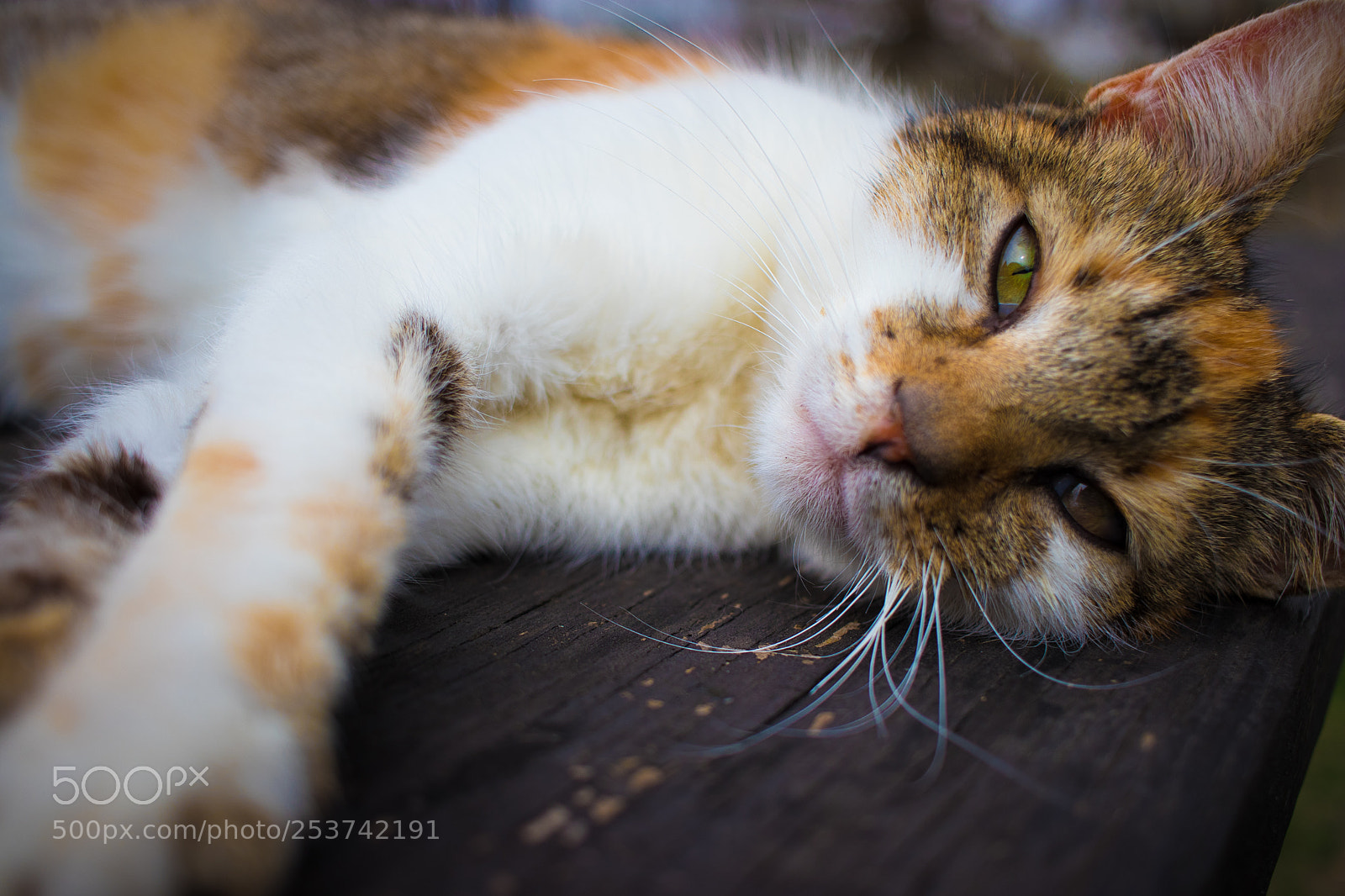 Canon EOS 77D (EOS 9000D / EOS 770D) sample photo. Lying cat photography