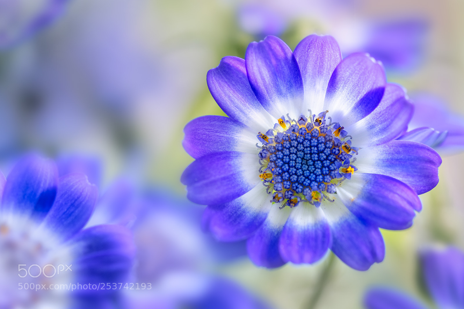 Nikon D810 sample photo. Cineraria photography
