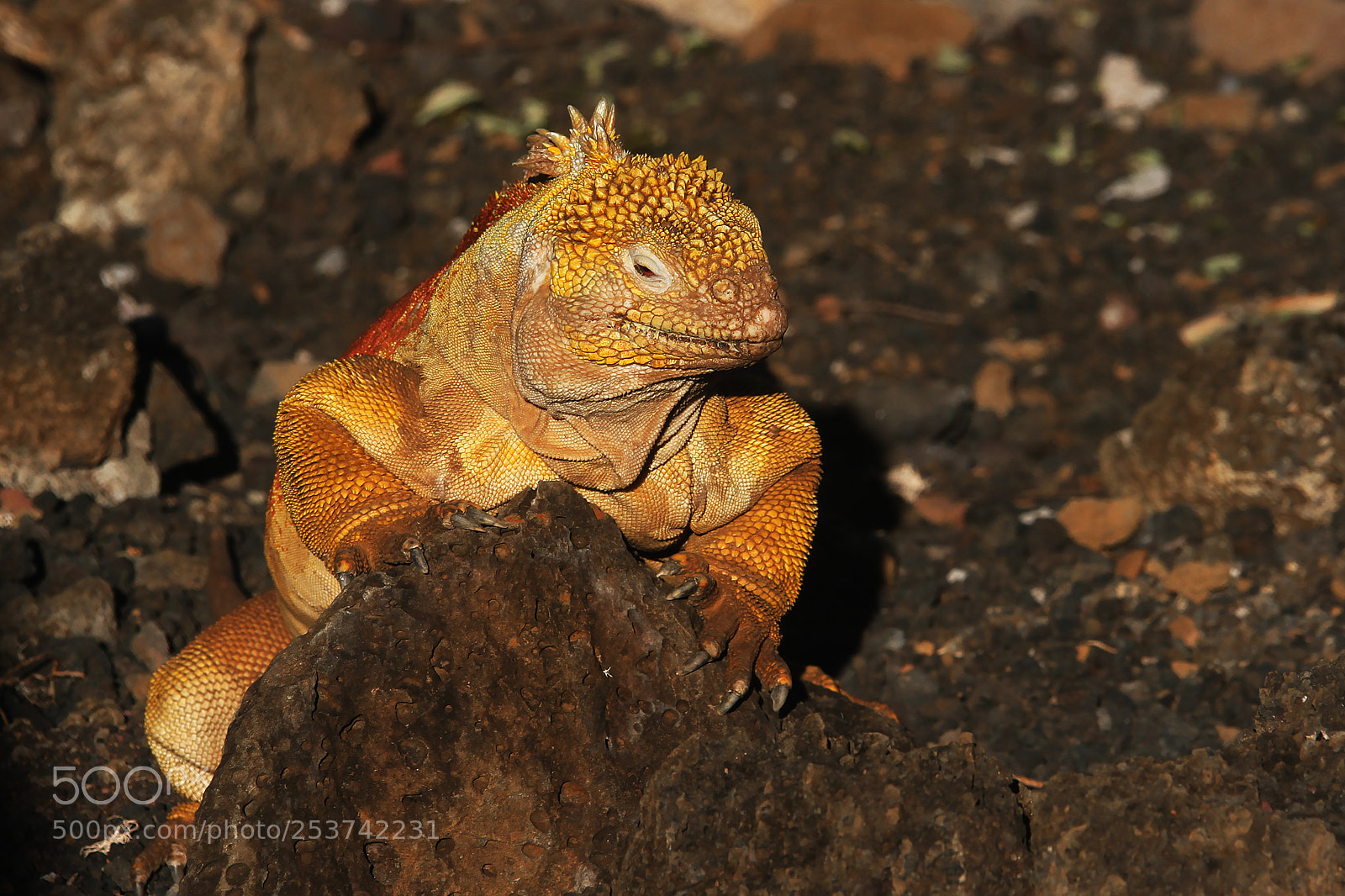 Canon EOS 7D sample photo. Land iguana photography