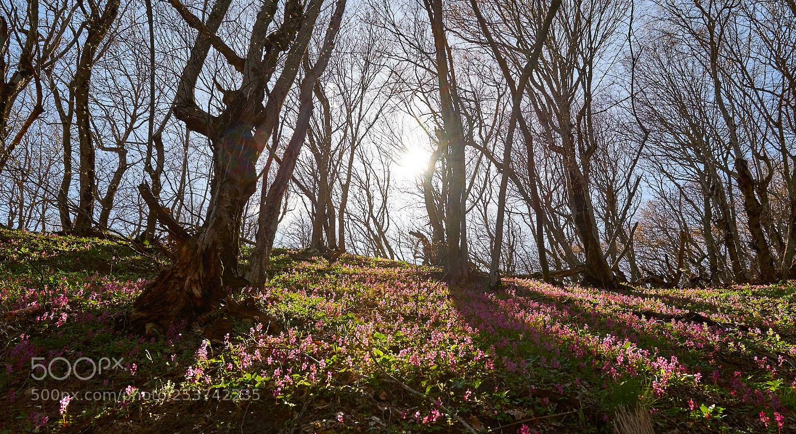 Nikon D600 sample photo. Colors of life photography