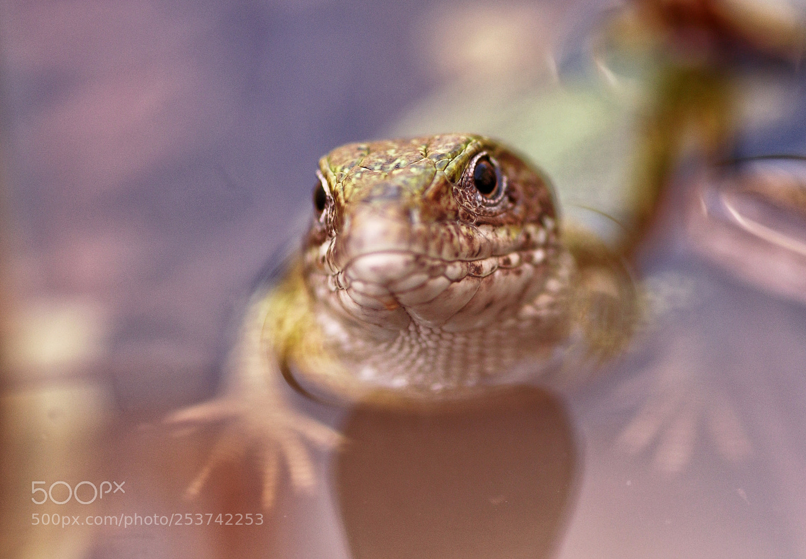 Canon EOS 70D sample photo. Lizzard photography