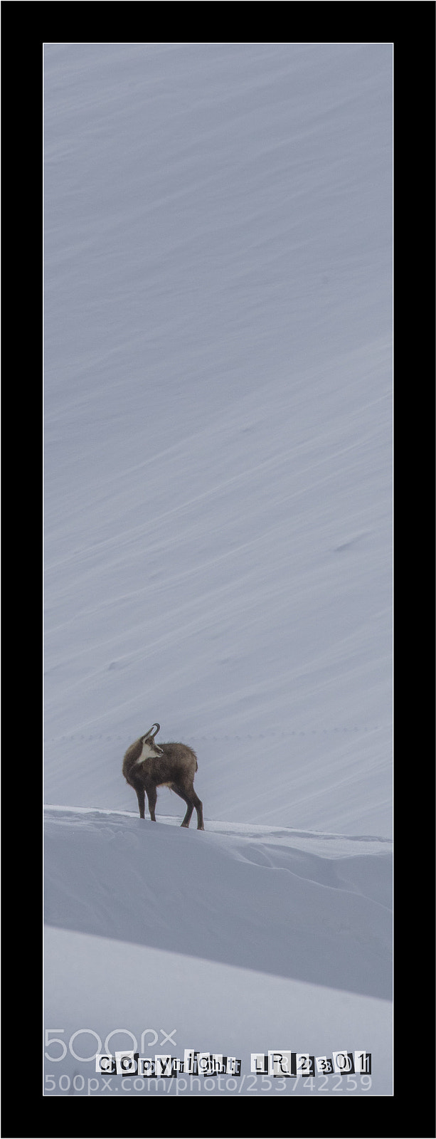 Nikon D500 sample photo. Chamois photography