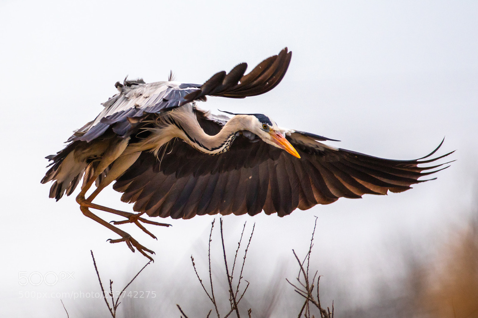 Canon EOS 7D Mark II sample photo. Grey heron - poda photography