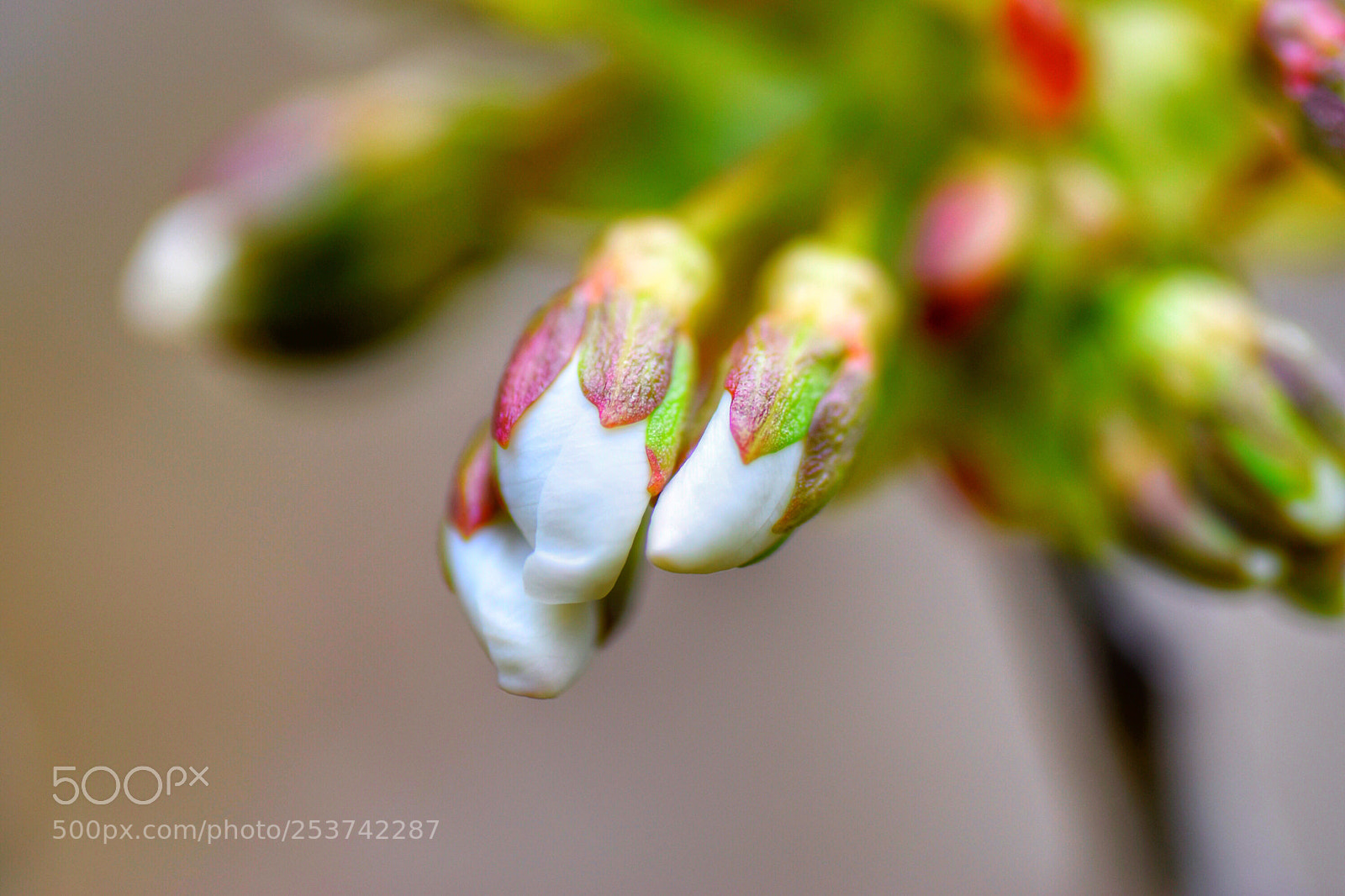 Nikon D5500 sample photo. Life is coming photography