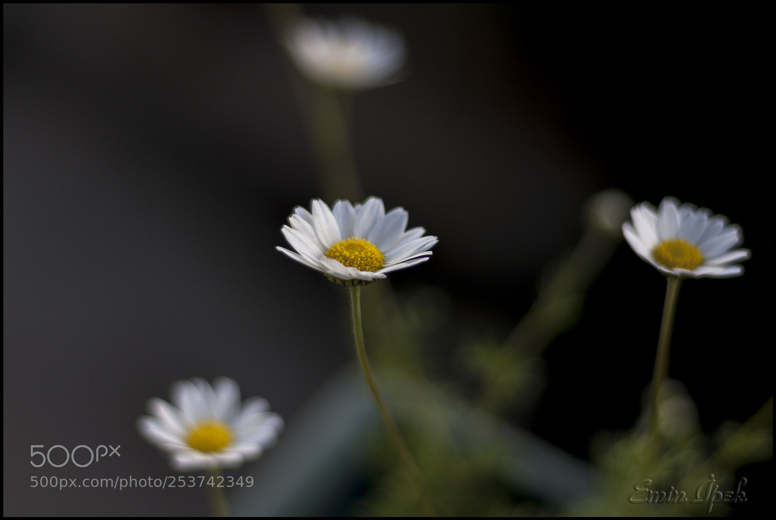 Canon EOS 40D sample photo. Daisies photography
