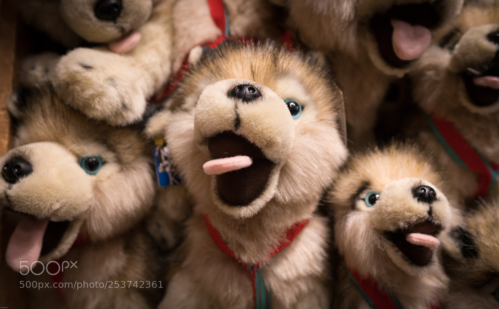 Sony a7R III sample photo. Happy puppies photography