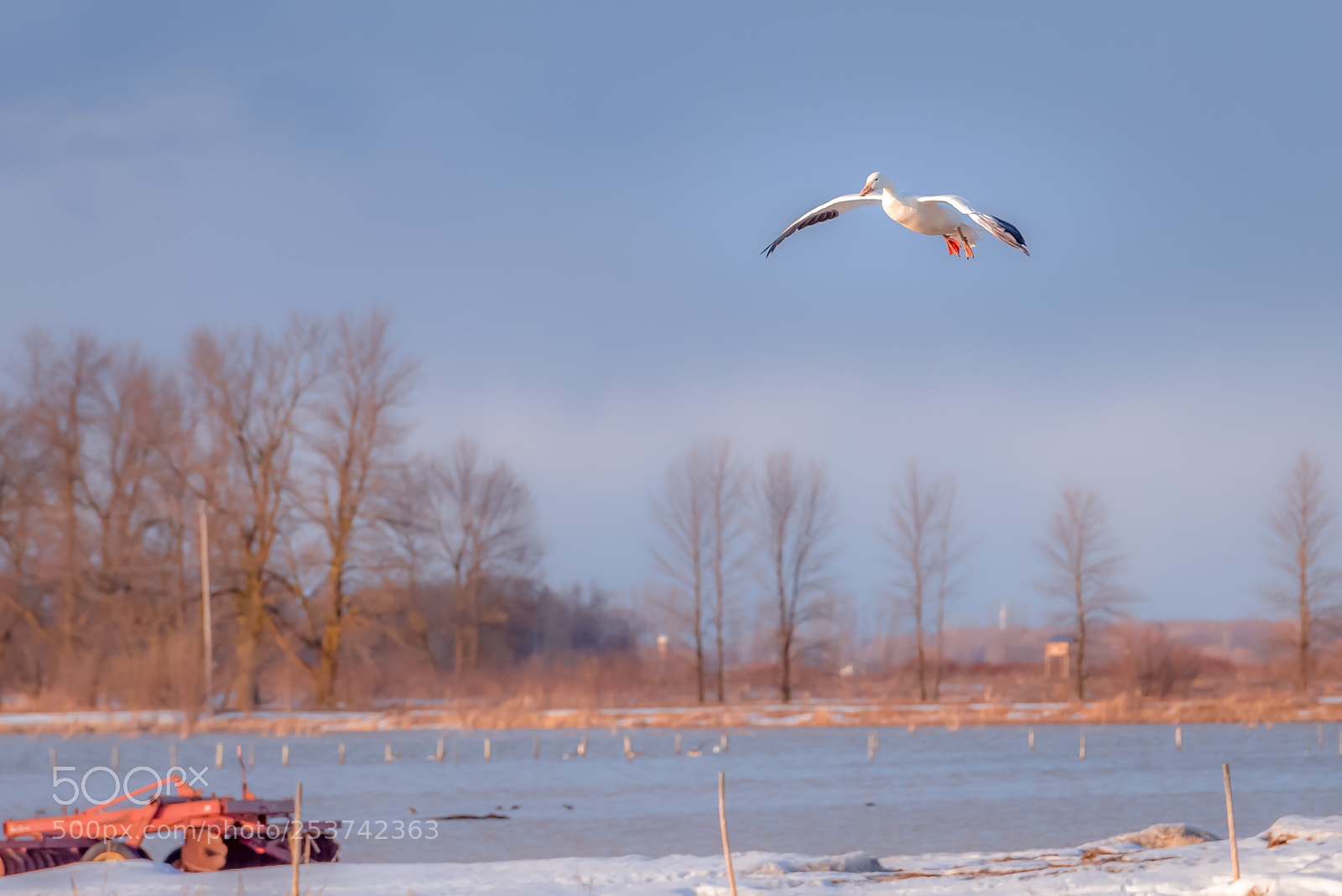 Nikon D810 sample photo. Landing 归雁 photography