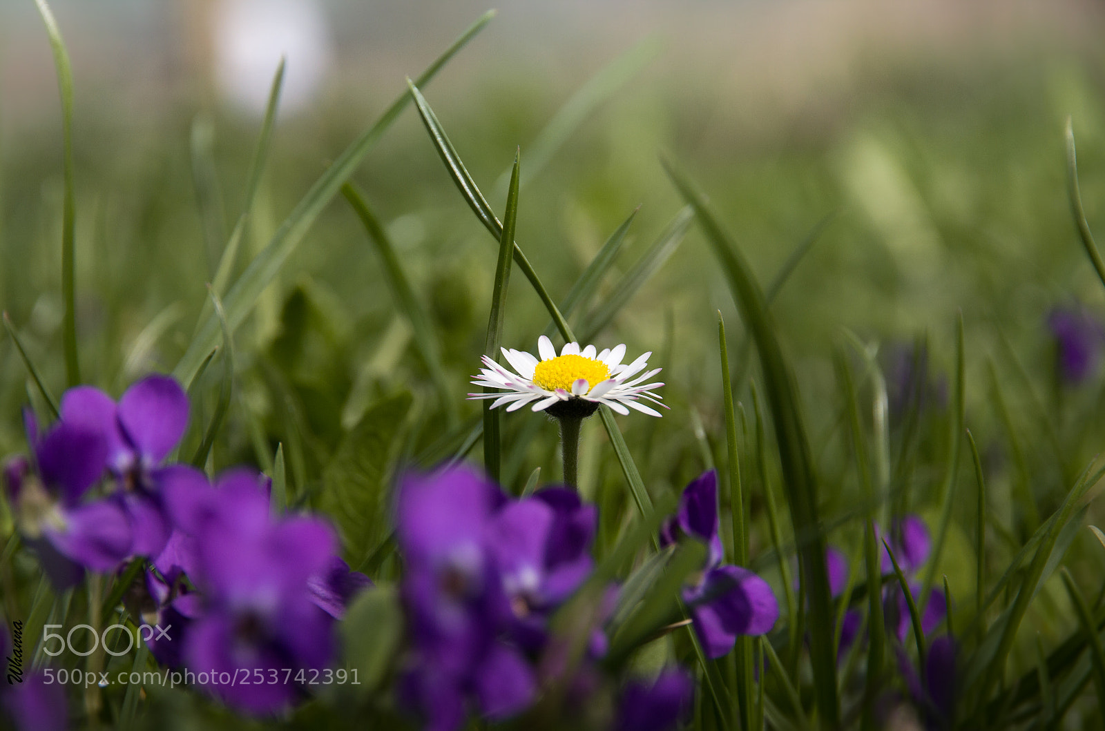Canon EOS 60D sample photo. Spring is here photography