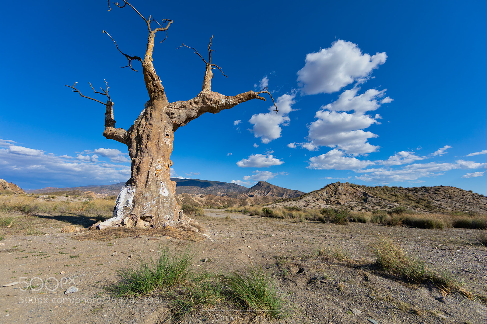Canon EOS 5D Mark IV sample photo. Árbol del infortunio.... photography