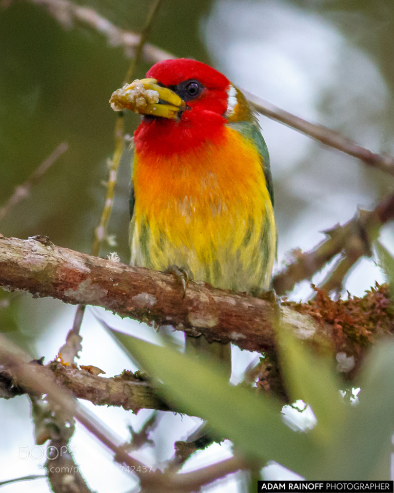 Canon EOS 70D sample photo. Red-headed barbet alcazares manizales photography