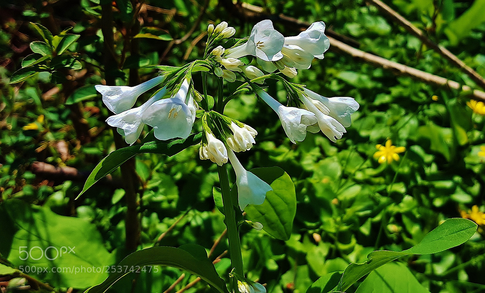 Samsung Galaxy S6 sample photo. White bluebells 2018 photography