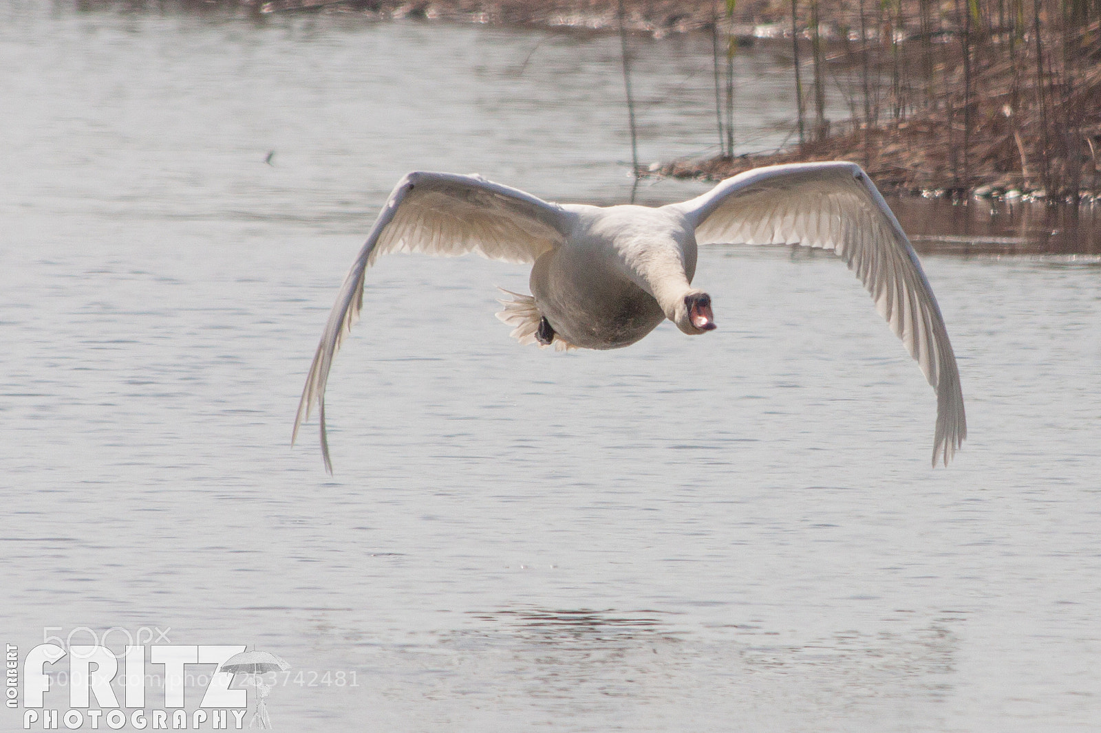 Canon EOS 50D sample photo. H ckerschwan kurz nach photography