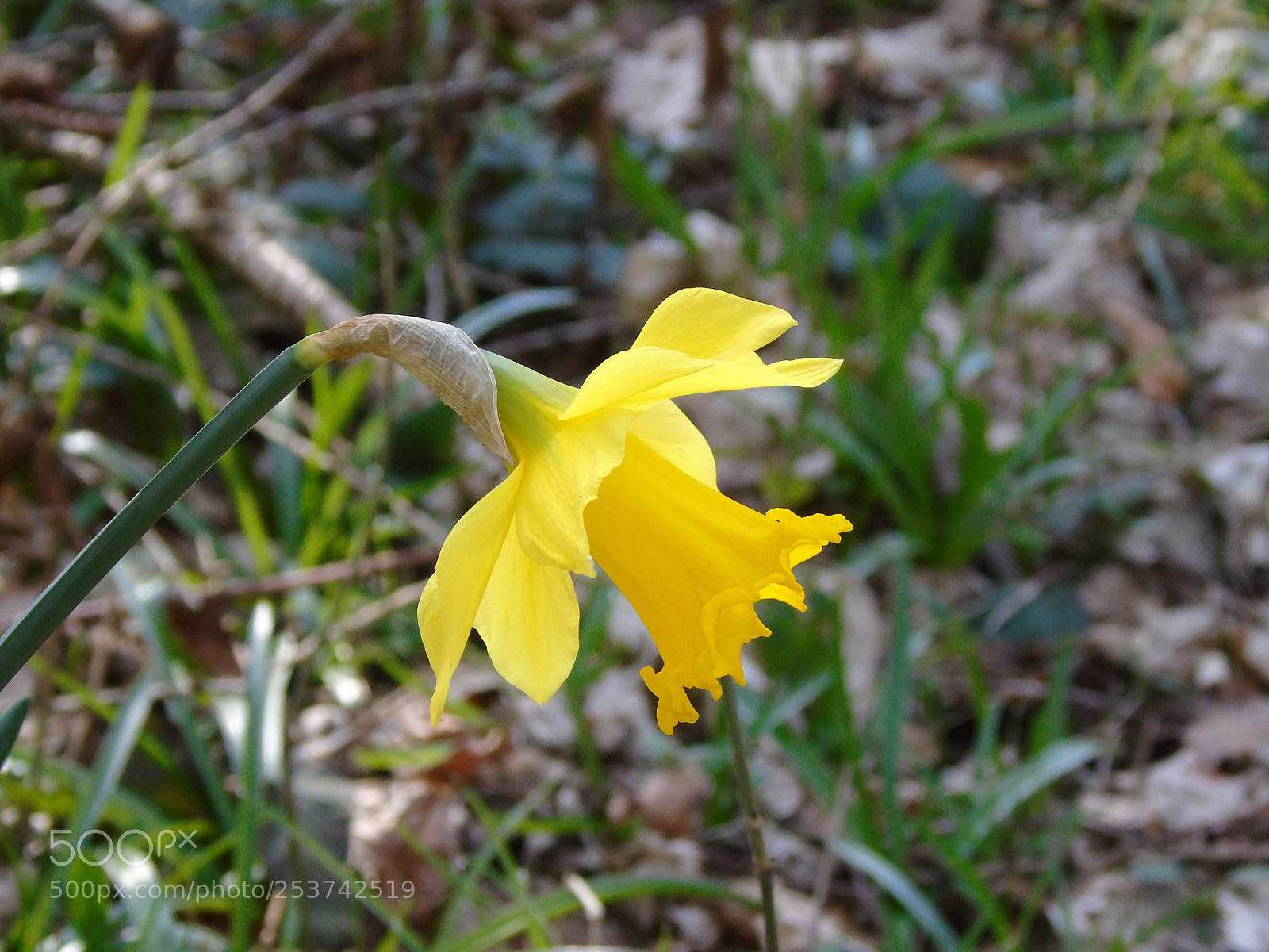 Sony Cyber-shot DSC-H400 sample photo. Daffodil in the woods photography