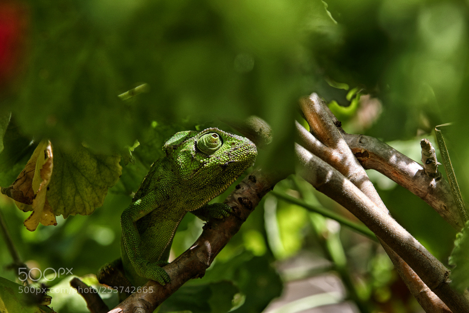 Canon EOS 5D Mark IV sample photo. Uninvited guest photography
