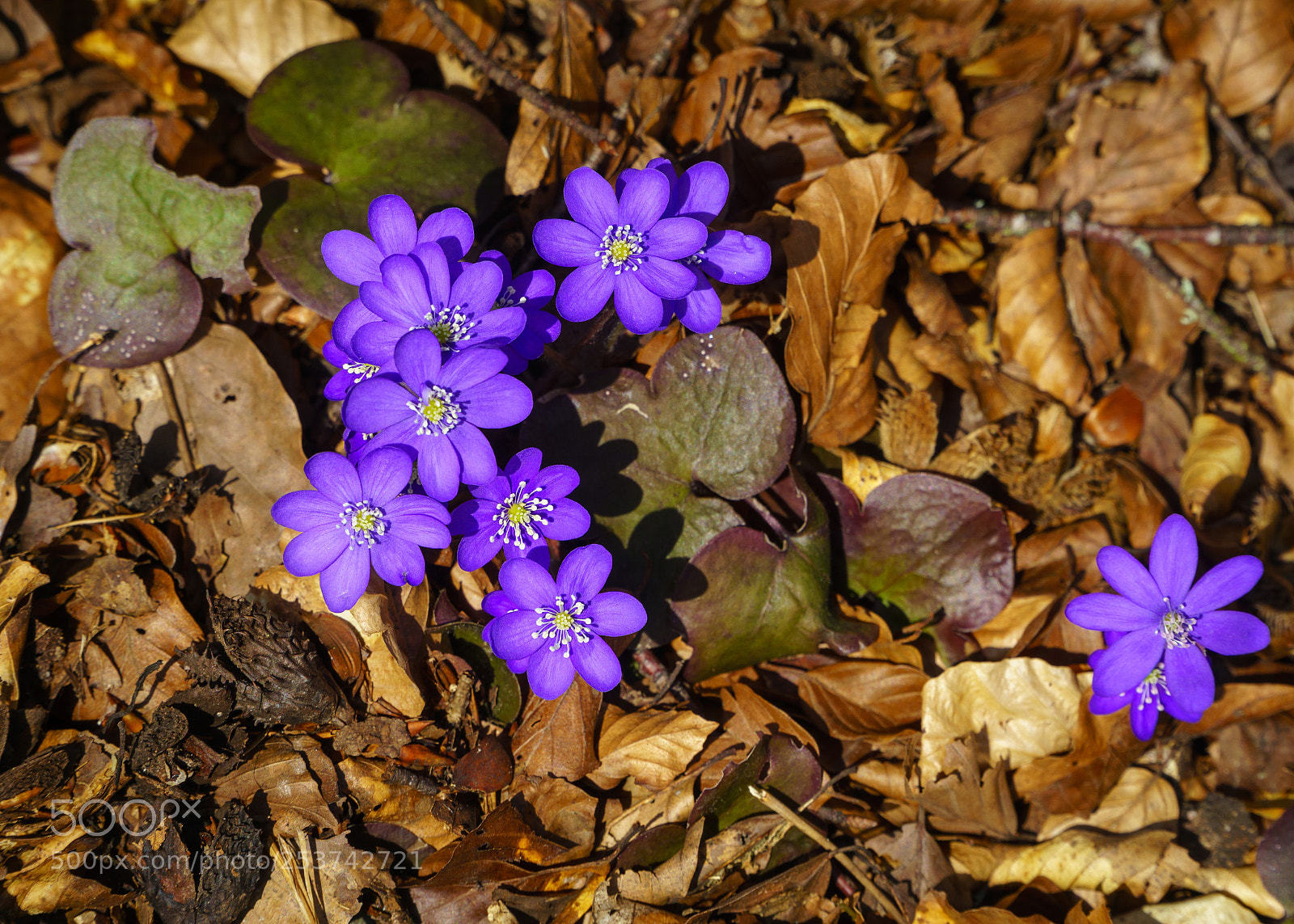Sony a6000 sample photo. Hepatica nobilis photography