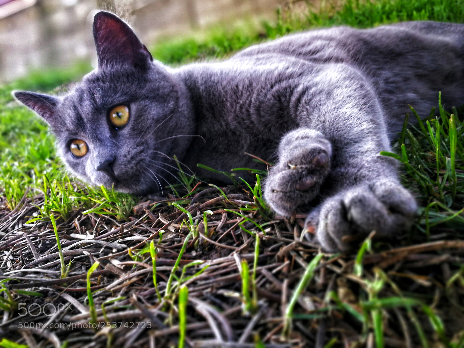 HUAWEI P10 sample photo. Meow photography