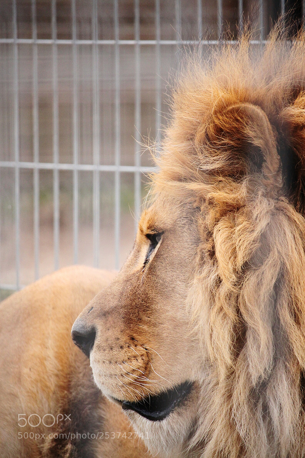 Canon EOS 500D (EOS Rebel T1i / EOS Kiss X3) sample photo. Lion view photography