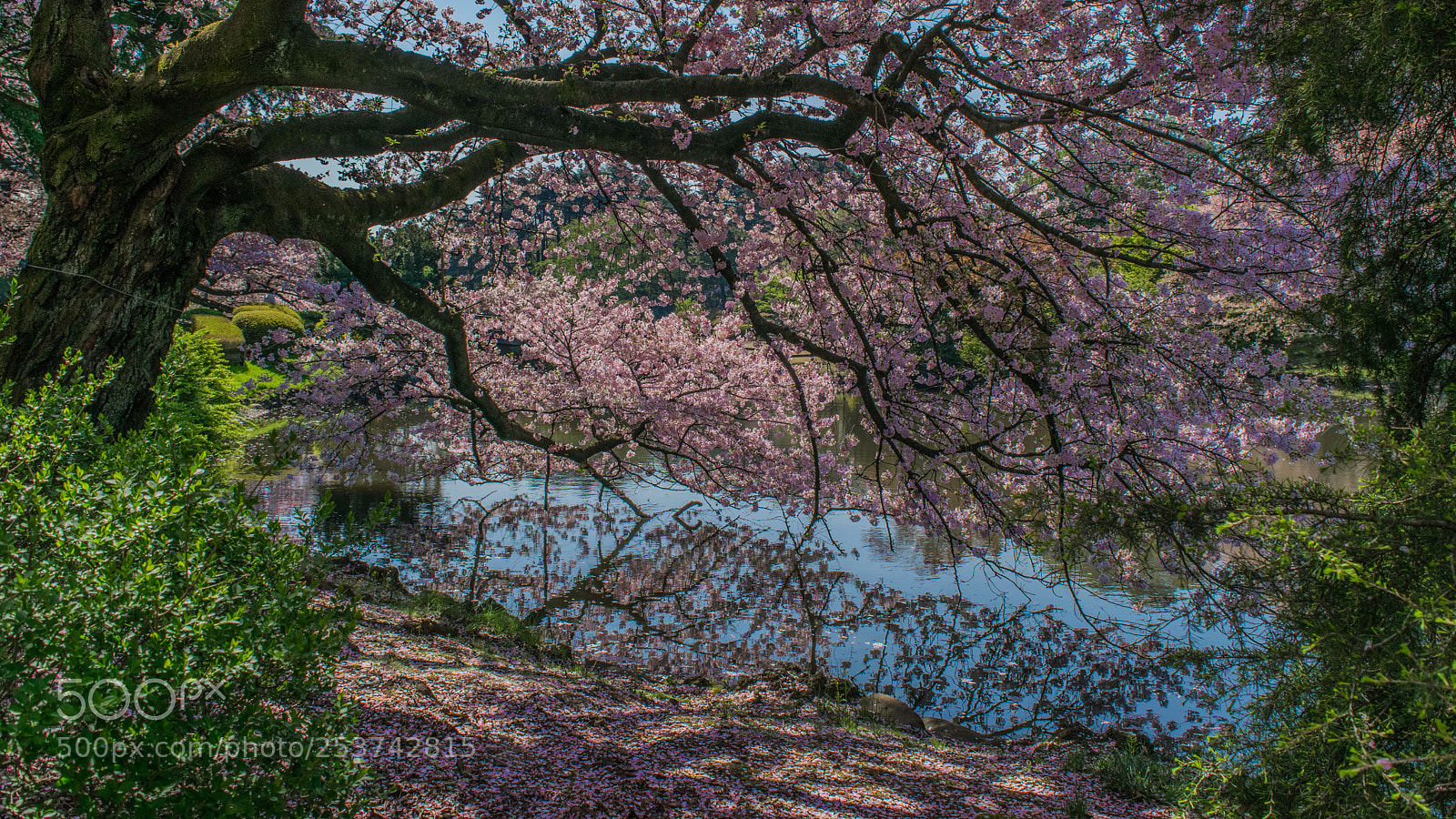 Nikon D3300 sample photo. Reflections of sakura photography