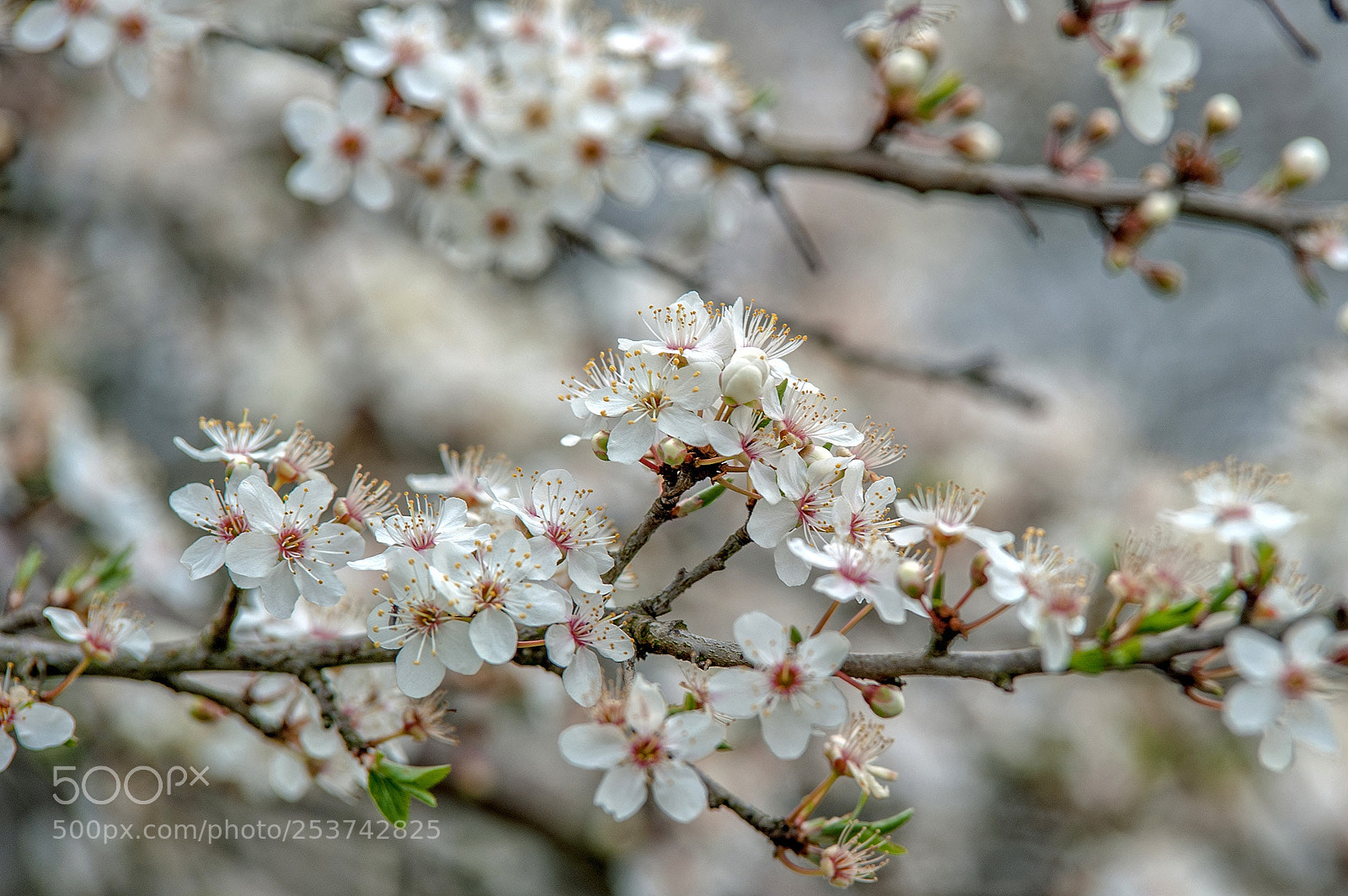 Nikon D700 sample photo. Schwarzdorn photography