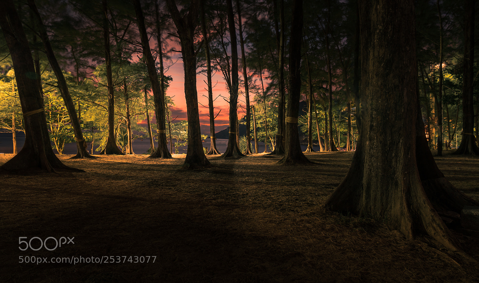 Sony a7R III sample photo. Under the trees photography