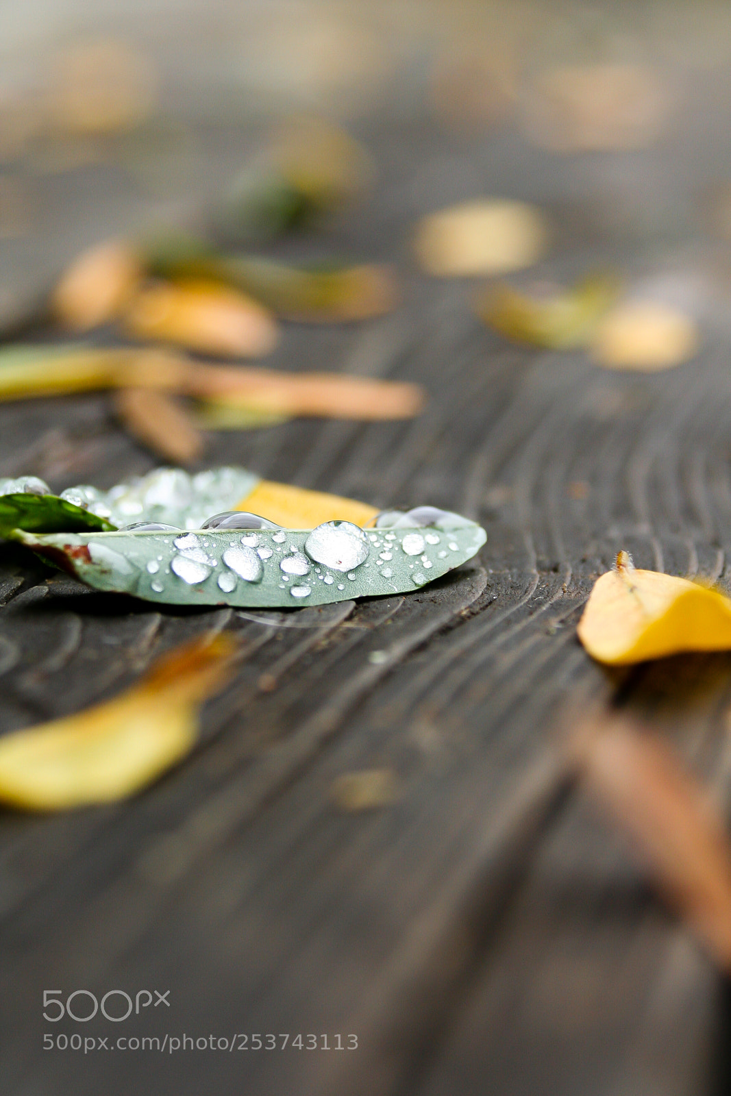 Canon EOS 350D (EOS Digital Rebel XT / EOS Kiss Digital N) sample photo. Fallen leaves photography