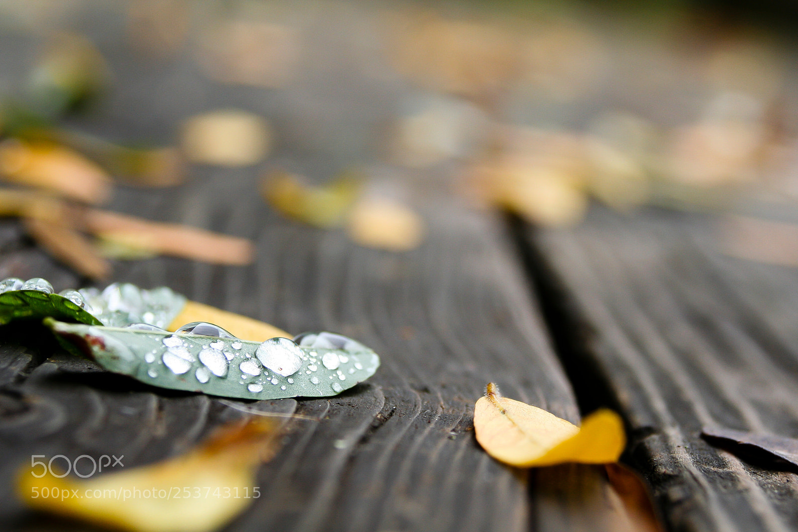 Canon EOS 350D (EOS Digital Rebel XT / EOS Kiss Digital N) sample photo. Fallen leaves photography