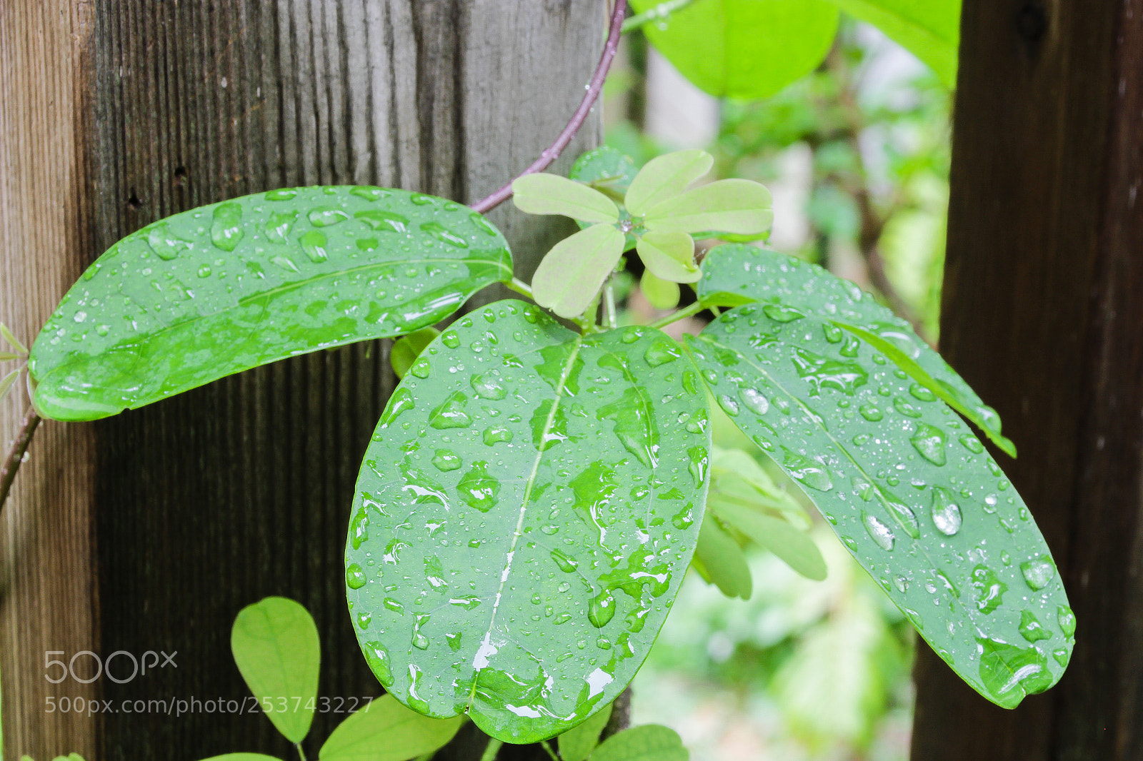 Canon EOS 100D (EOS Rebel SL1 / EOS Kiss X7) sample photo. Refreshed vine photography