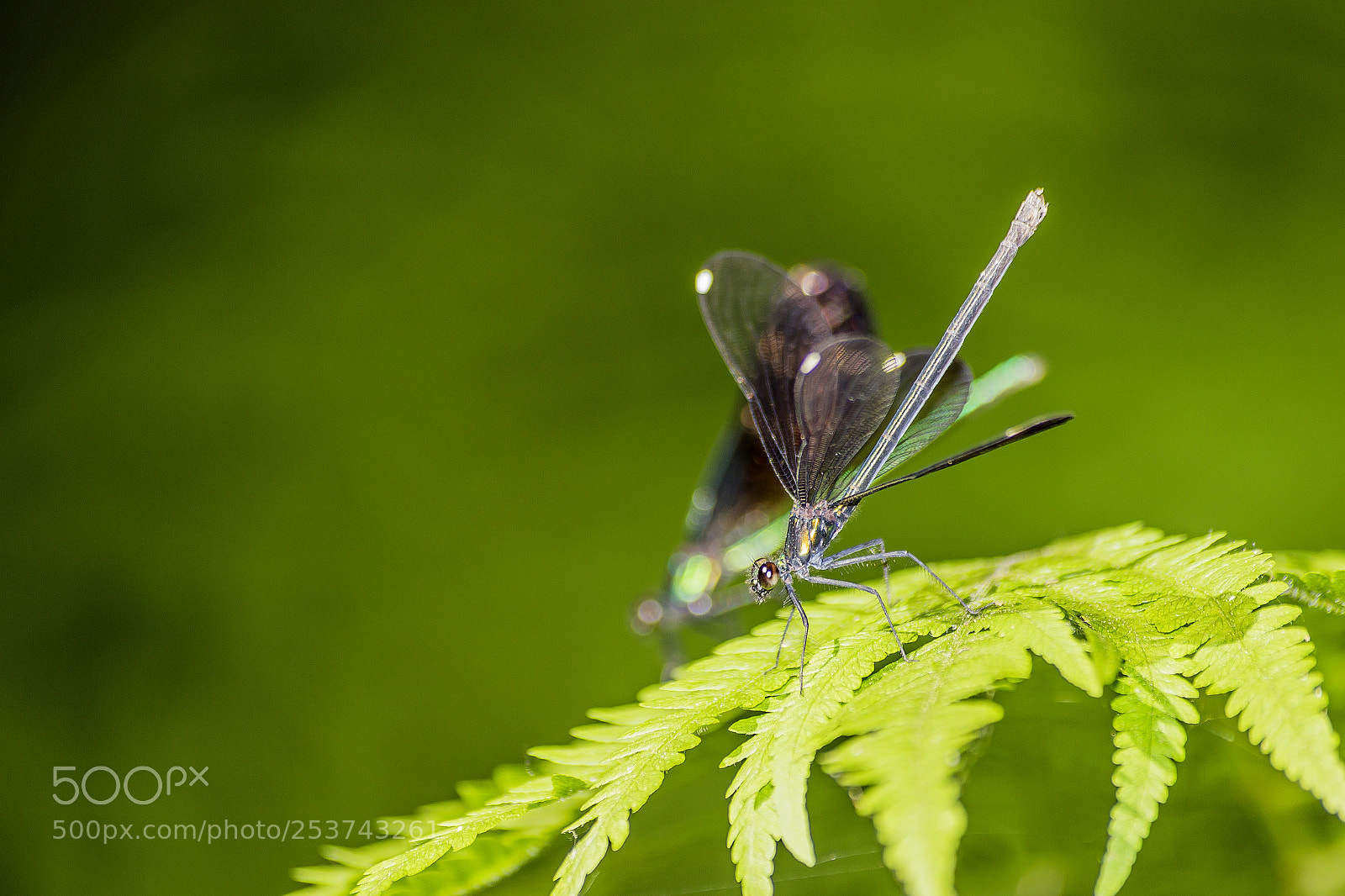 Canon EOS 100D (EOS Rebel SL1 / EOS Kiss X7) sample photo. Damselfly alight photography
