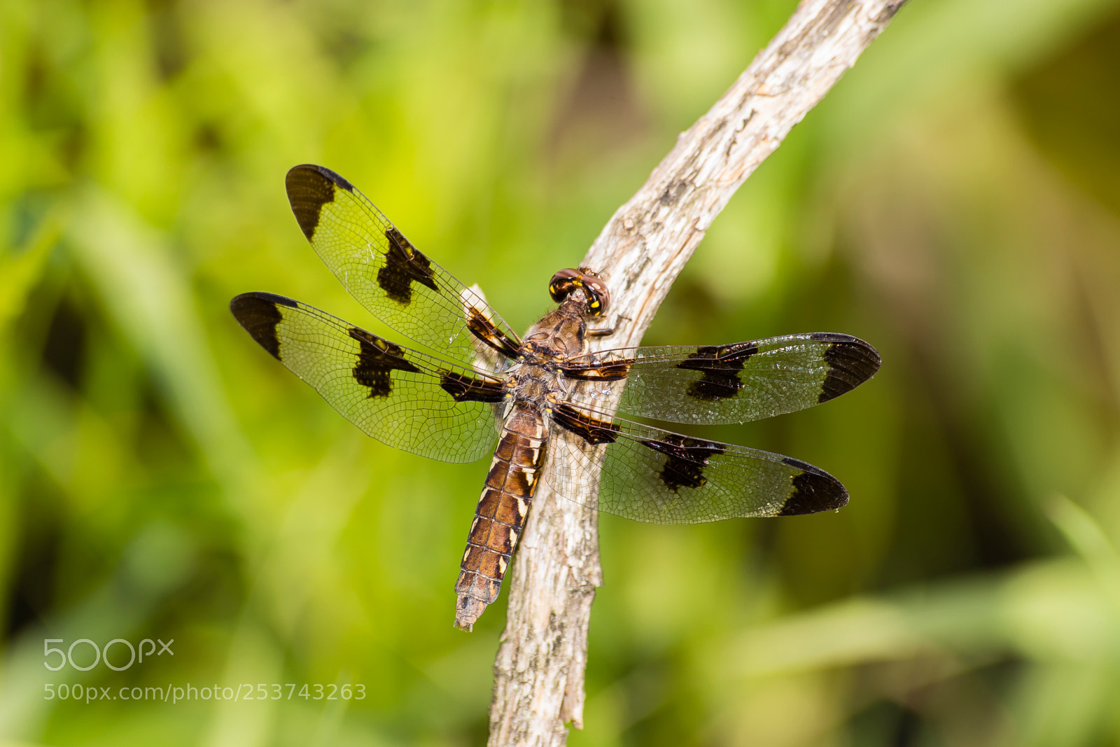 Canon EOS 100D (EOS Rebel SL1 / EOS Kiss X7) sample photo. Resting dragonfly photography