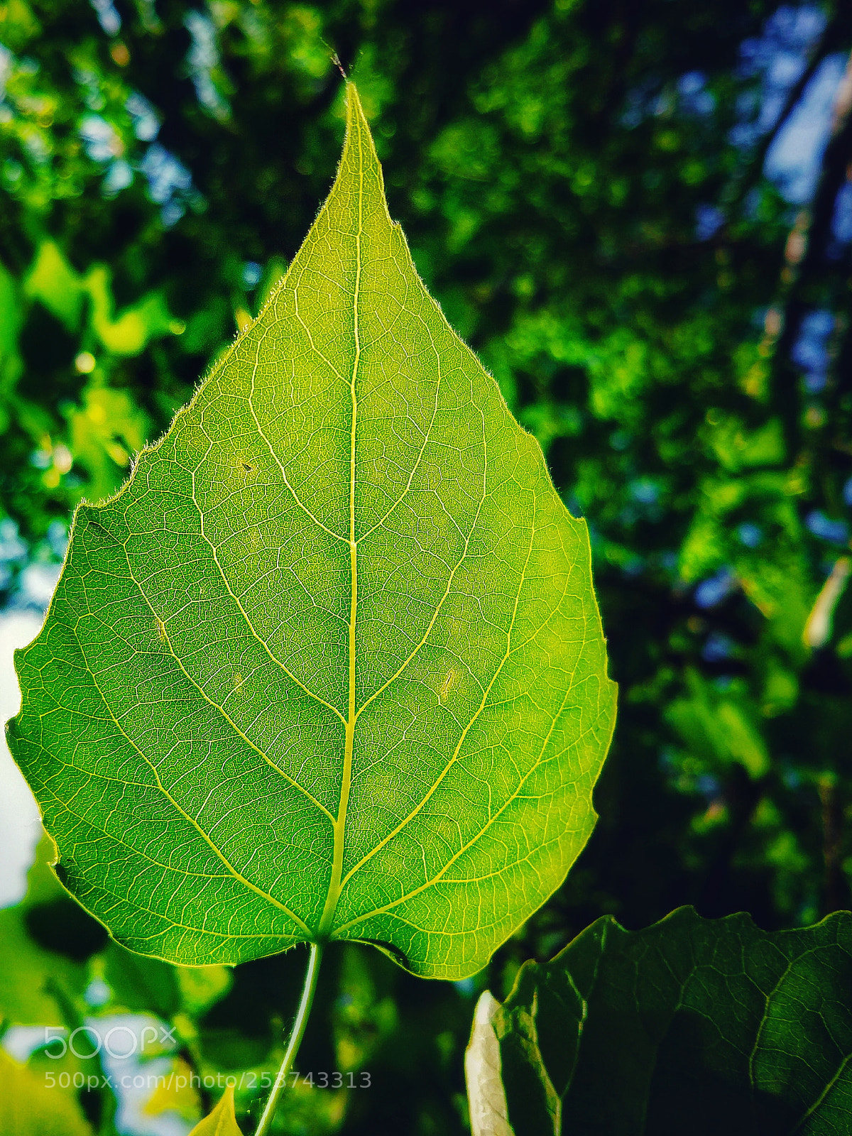 Xiaomi MI 5 sample photo. Green leaf photography