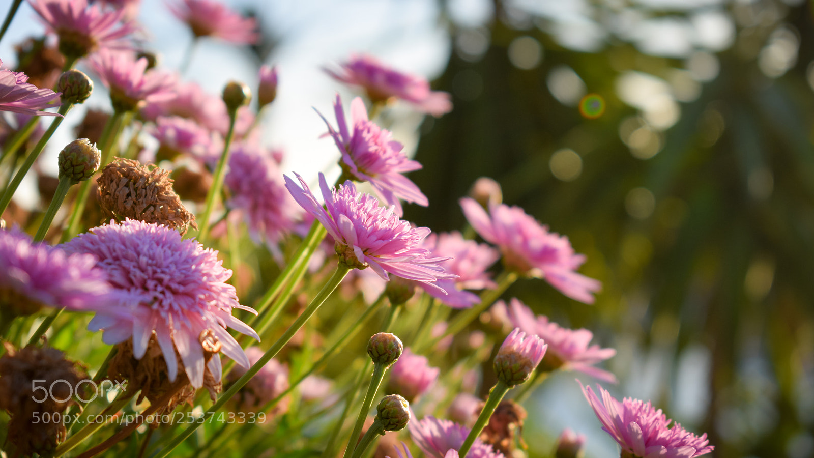 Nikon D5300 sample photo. Springs 2018 photography