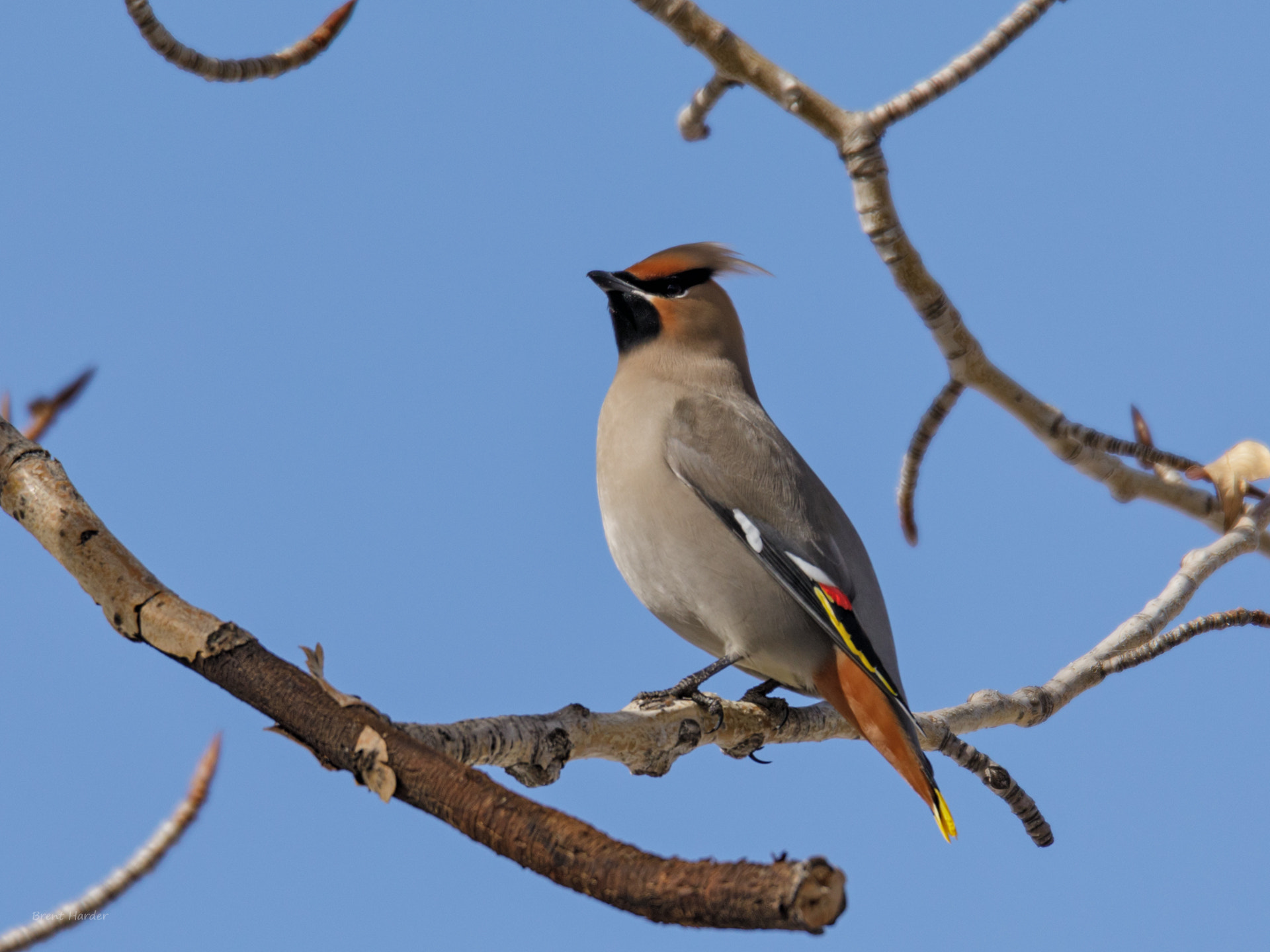 Canon EOS sample photo. Bohemian waxwing photography