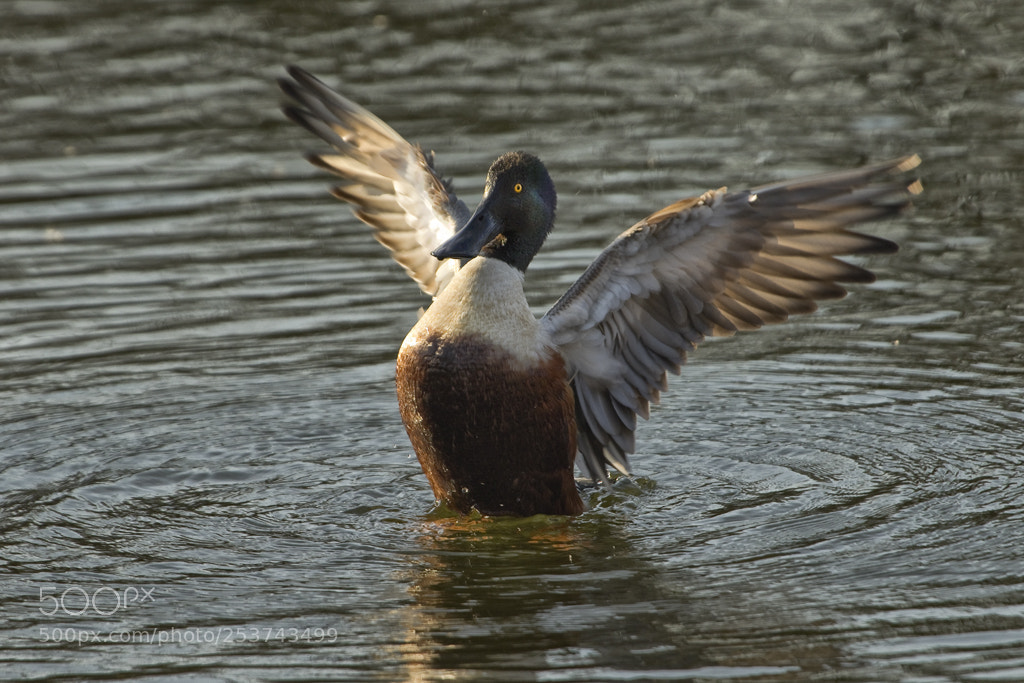 Canon EOS 7D Mark II sample photo. Northern shoveler, connecticut, 2018 photography