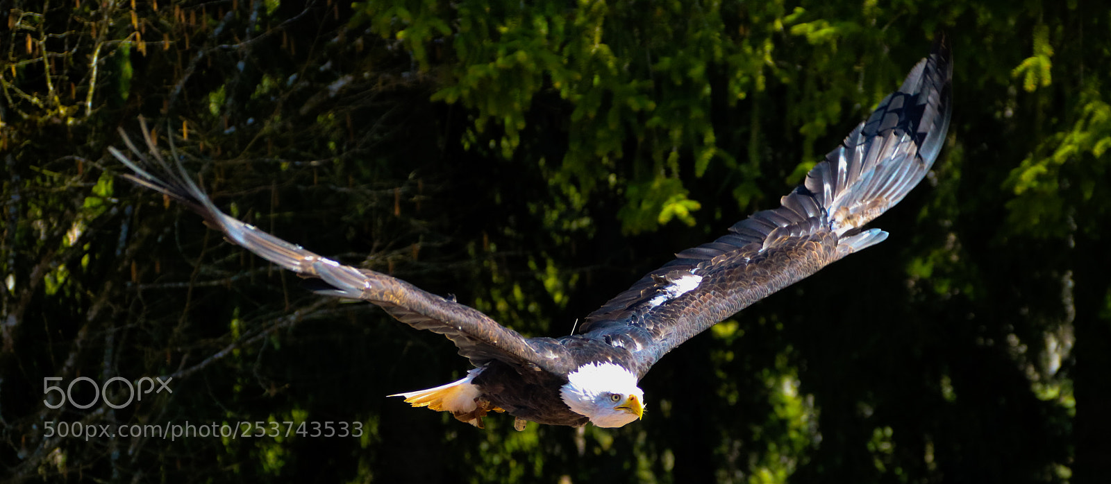 Canon EOS 750D (EOS Rebel T6i / EOS Kiss X8i) sample photo. Bald eagle in the photography