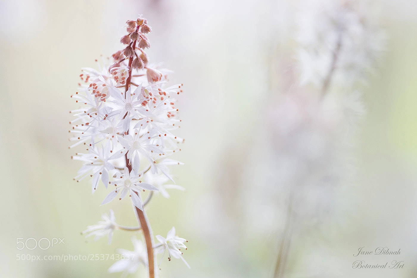 Canon EOS 7D Mark II sample photo. Tiarella photography