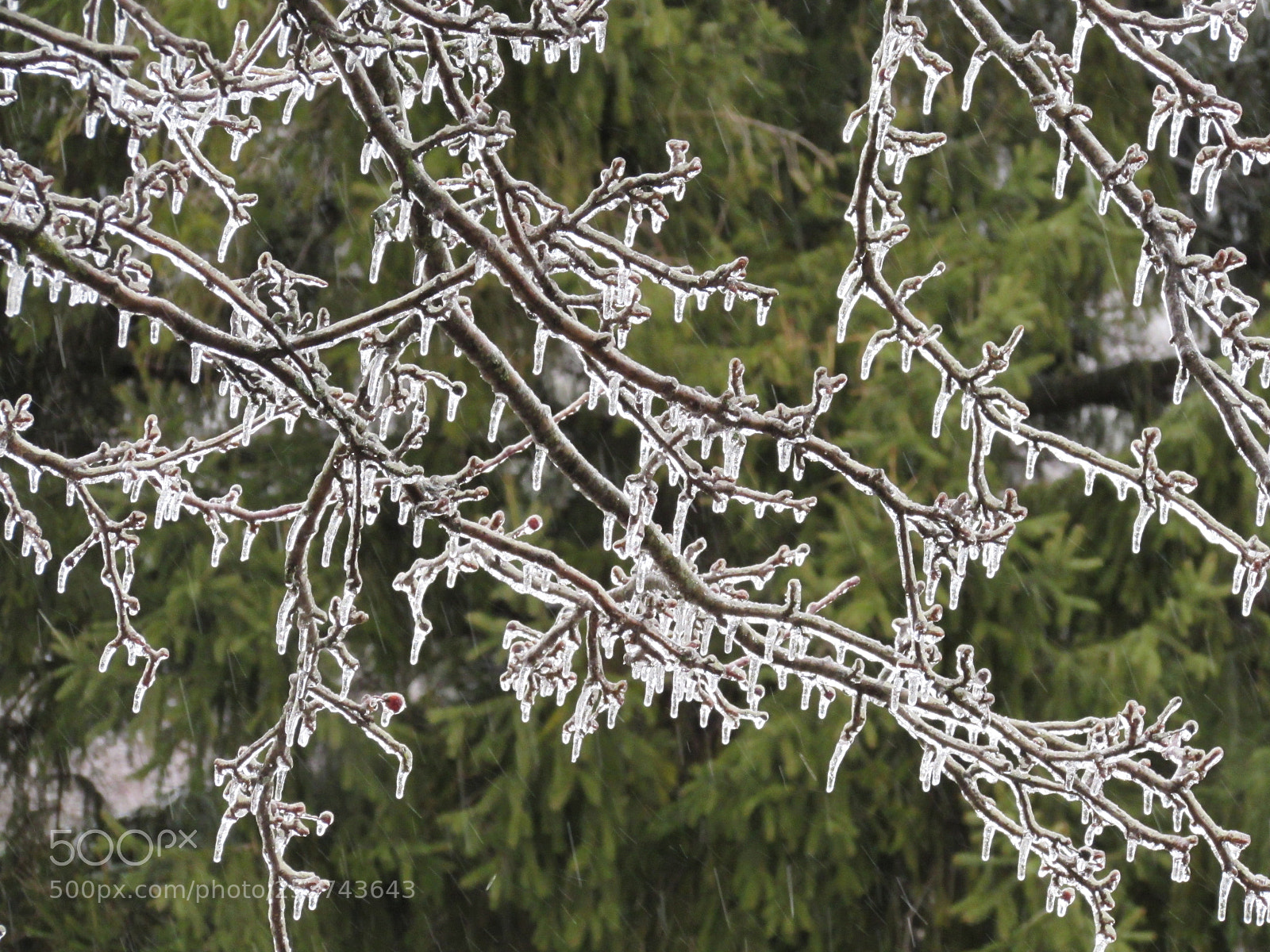 Canon PowerShot SX510 HS sample photo. April ice photography