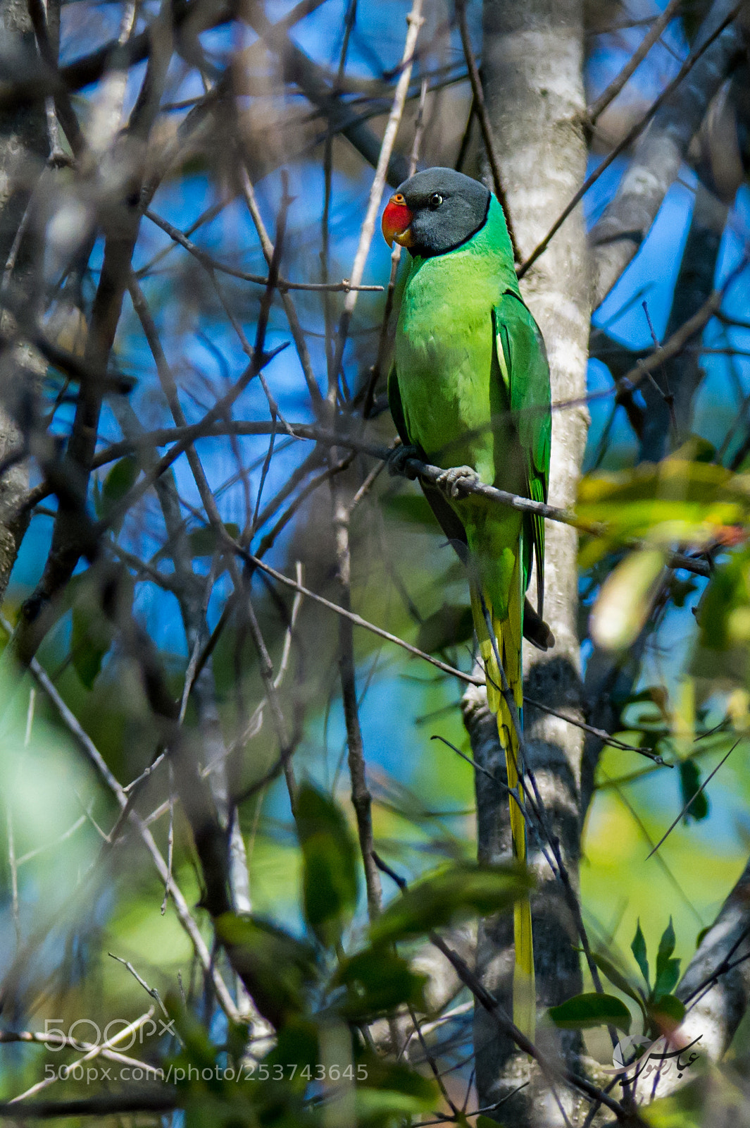 Nikon D7100 sample photo. Slaty-headed parakeet photography