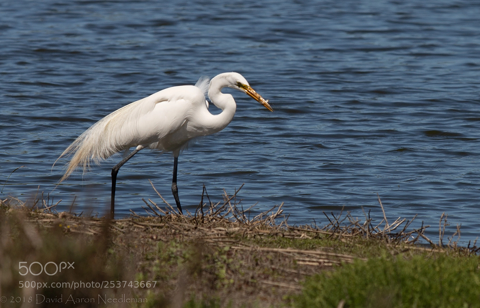 Canon EOS 6D sample photo. Great egret photography