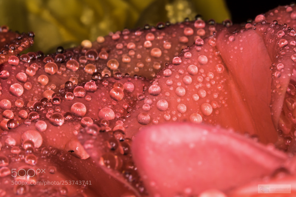 Canon EOS 7D Mark II sample photo. Jelly photography