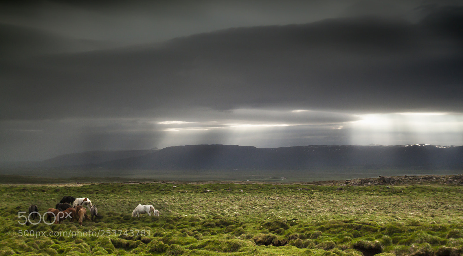 Canon EOS 500D (EOS Rebel T1i / EOS Kiss X3) sample photo. Horses of asgard panorama photography