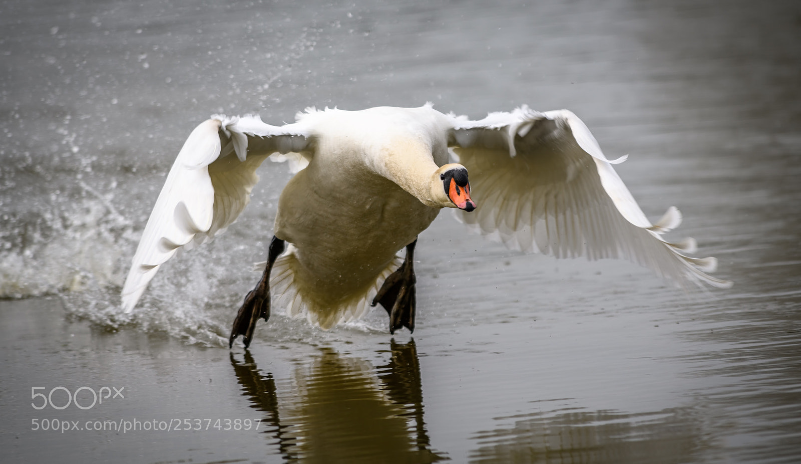 Nikon D850 sample photo. Mute swan trying to photography